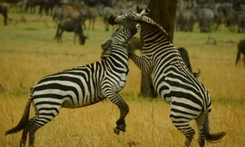 Ngựa vằn quyết chiến, giành quyền kiểm soát đàn