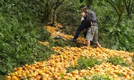 Cam rụng thành 'suối'