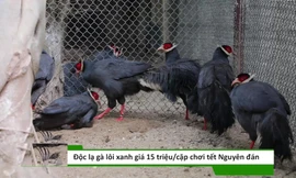 Độc lạ gà lôi tai xanh giá 15 triệu/cặp hút khách dịp tết