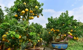 Mãn nhãn với vườn bưởi cảnh cổ thụ tiền tỷ được đại gia “săn” chơi Tết