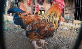 Kỳ lạ con ‘gà 9 cựa’ biến đổi giới tính ở Sơn La