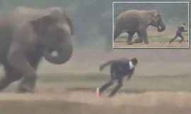 Du khách suýt bị voi đạp chết vì cố chụp ảnh tự sướng