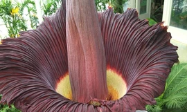 Bông hoa nặng 77 kg, lớn nhất thế giới