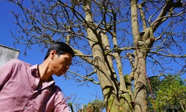 Cây mai cổ thụ dáng 'bay'