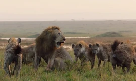 Sư tử thoát chết trong gang tấc khi mắc kẹt giữa 20 con linh cẩu