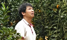 Gánh nợ hàng trăm triệu vì cam rụng