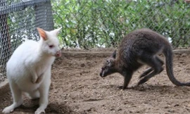 Năm Canh Tý ngắm đàn chuột túi Wallaby nhập khẩu của lão nông Hà Nội