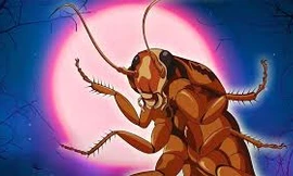 Bị chặt đầu, loài gián vẫn có thể sống?