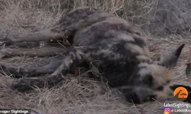 Chó hoang châu Phi giả chết để thoát khỏi móng vuốt sư tử