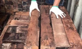 Bắt giữ 60 container nghi gỗ giáng hương Tây Phi nhập lậu trị giá 20 tỷ