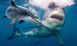 Vì sao 'hung thần đại dương' phải khiếp sợ cá heo?