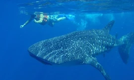 Cá nhám voi khổng lồ bơi quanh thuyền của công nhân