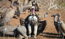 Loài kền kền lớn nhất châu Phi khiến sư tử cũng phải lùi bước