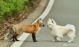 Đáng yêu “tréo ngoe” mùa dịch: Slogan “Hãy đứng yên” không dành cho các loài thú