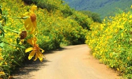 Cuộc thi viết Trà sữa cho tâm hồn: Gửi cậu bức tranh hoa dã quỳ tháng Tư