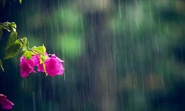 Cuộc thi viết Trà sữa cho tâm hồn: Gửi cậu, cơn mưa tình đầu!