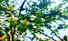 Cuộc thi viết Trà sữa cho tâm hồn: Mồ hôi sinh ra là để rơi, có việc làm đã là hạnh phúc