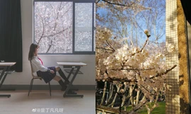 “Lớp học hoa anh đào” đẹp như phim trường hot nhất mạng xã hội