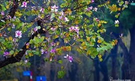 Hà Nội: Rủ bạn thân, gà bông chụp ngay bộ ảnh trên con đường hoa ban tím đẹp mơ màng