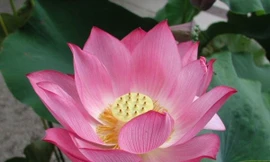 Sen, trước giờ công bố quốc hoa