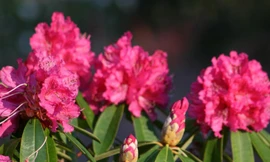 Khoảnh khắc đẹp về Wellington Botanic Gardens