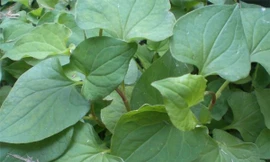 Chín bài thuốc thanh nhiệt, giải độc từ diếp cá