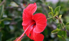 Hoa dâm bụt chữa hồi hộp, khó ngủ