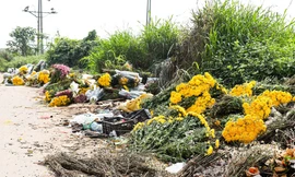 Người dân làng hoa Tây Tựu mất trắng hàng chục triệu đồng vì giá hoa rẻ mạt