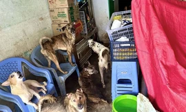 Vụ hộ dân nuôi 80 con chó: Vì sao hơn 10 tháng vẫn chưa đóng phạt?