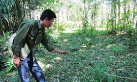 Câu cua trinh nữ ở Hòa Bình