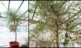 Hồi sinh cây được đề cập trong Kinh thánh từ hạt giống bí ẩn 1.000 năm tuổi 