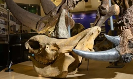 Tìm thấy xác ướp tê giác cổ đại với sừng và mô mềm còn nguyên vẹn 