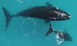 Cá voi có thể sống tới 150 năm, gấp đôi so với những gì chúng ta biết 