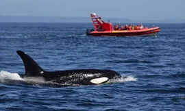 Cá voi tấn công và làm chìm thêm một du thuyền