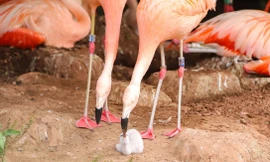 Cặp chim hồng hạc đồng giới cùng nhau ấp một chú chim non ra đời, kỳ tích hiếm có