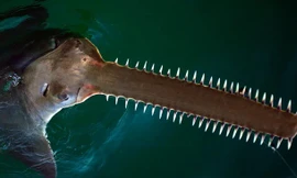 Vì sao cá mỏ răng cưa đối mặt với nguy cơ tuyệt chủng?