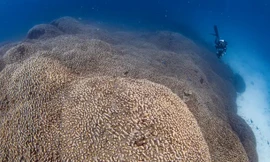 Tình cờ phát hiện rạn san hô lớn nhất thế giới 