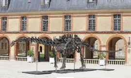 Bộ xương khủng long dài bằng 2 xe buýt được bán đấu giá hơn 6 triệu USD