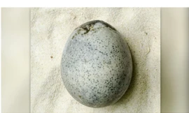 Kỳ lạ trứng thời La Mã 1.700 tuổi vẫn còn nguyên lòng đỏ, lòng trắng