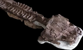 Tìm thấy sát thủ đầm lầy 280 triệu năm tuổi với cái đầu kì quái