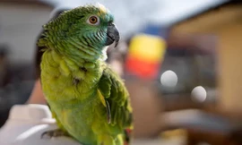 Bùng phát dịch sốt vẹt ở 5 nước châu Âu, 5 người thiệt mạng 