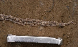 Loài 'sâu rắn' kỳ quái khiến giới khoa học bối rối 