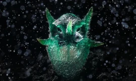 Loài cây ký sinh kỳ lạ, cau có giống con cú mèo