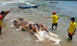 Sinh vật trôi dạt trên bãi biển Malaysia là con gì?