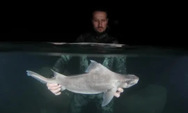 Phát hiện loài cá mập trắng ma quái cực hiếm 