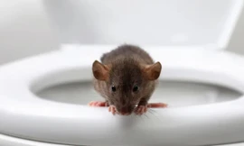 Đi toilet bị chuột cắn, một người phải nhập viện vì suy đa cơ quan 