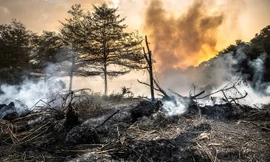 AI có thể dự đoán 'điểm tới hạn' cho các thảm họa trong tương lai 