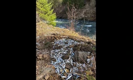 Cách nào giúp 77.000 con cá hồi thoát chết sau vụ lật xe tải ở bang Oregon?