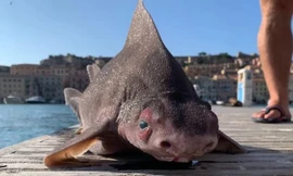 Kỳ lạ cá mập mặt lợn 