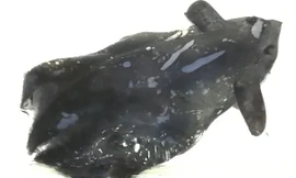 Phát hiện loài mực ma cà rồng chưa từng thấy ở Trung Quốc